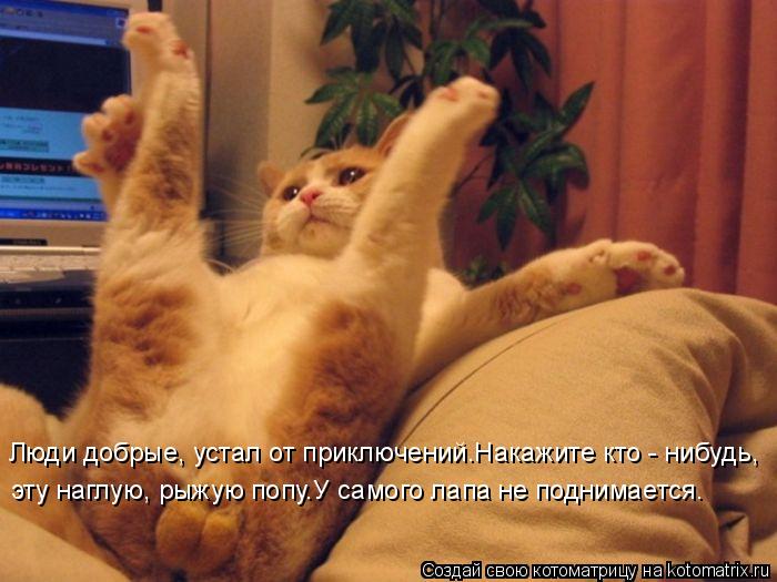Котоматрица: Люди добрые, устал от приключений.Накажите кто - нибудь, эту наглую, рыжую попу.У самого лапа не поднимается.