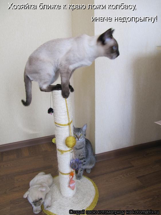 Котоматрица: Хозяйка ближе к краю ложи колбасу, иначе недопрыгну!