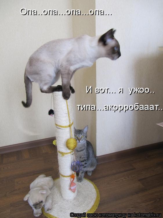 Котоматрица: Опа..опа...опа...опа... И вот... я  ужоо.. типа...акррробааат..