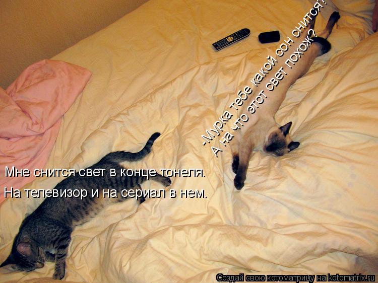 Котоматрица: -Мурка тебе какой сон снится? Мне снится свет в конце тонеля. А на что этот свет похож? На телевизор и на сериал в нем.