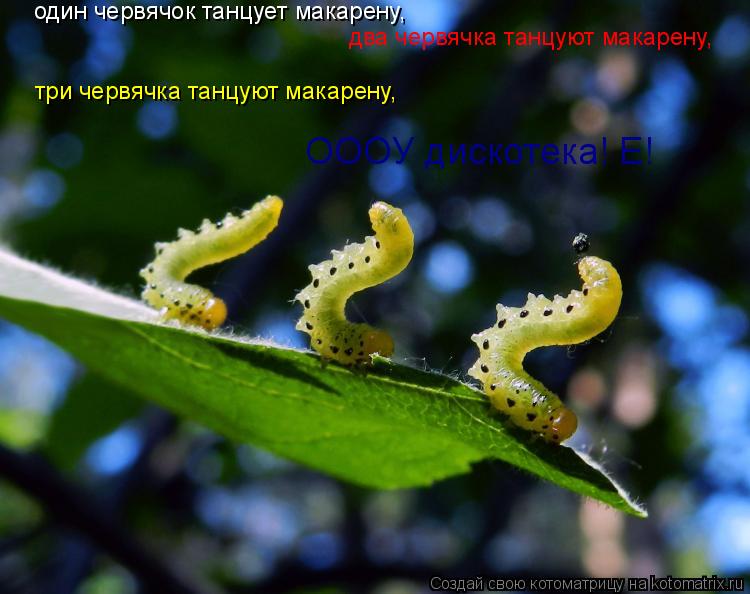 один червячок танцует макарену, два червячка танцуют макарену, три червячка танцуют макарену, ОООУ ди... Котоматрица: один червячок танцует макарену, два червячка танцуют макарену, три червячка танцуют макарену, ОООУ дискотека! Е!