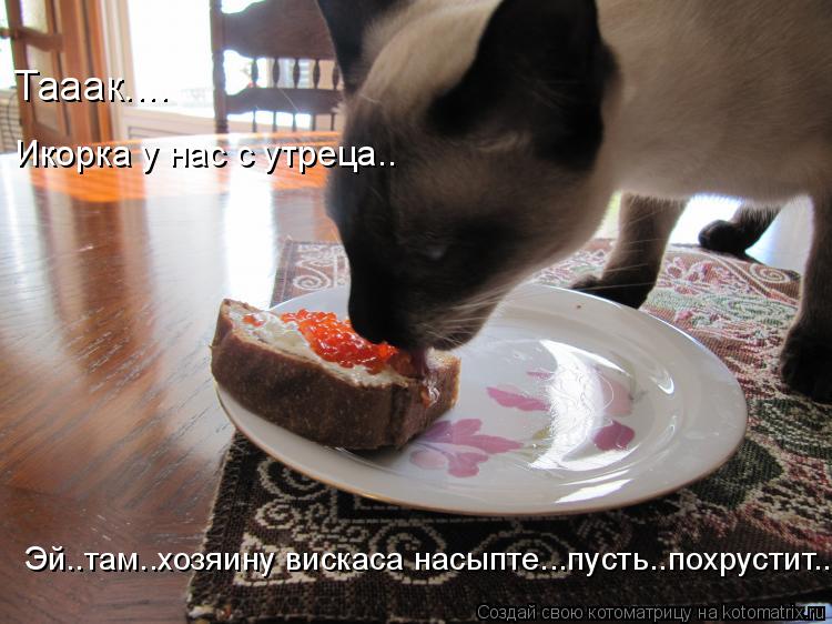 Котоматрица: Тааак.... Икорка у нас с утреца.. Эй..там..хозяину вискаса насыпте...пусть..похрустит..