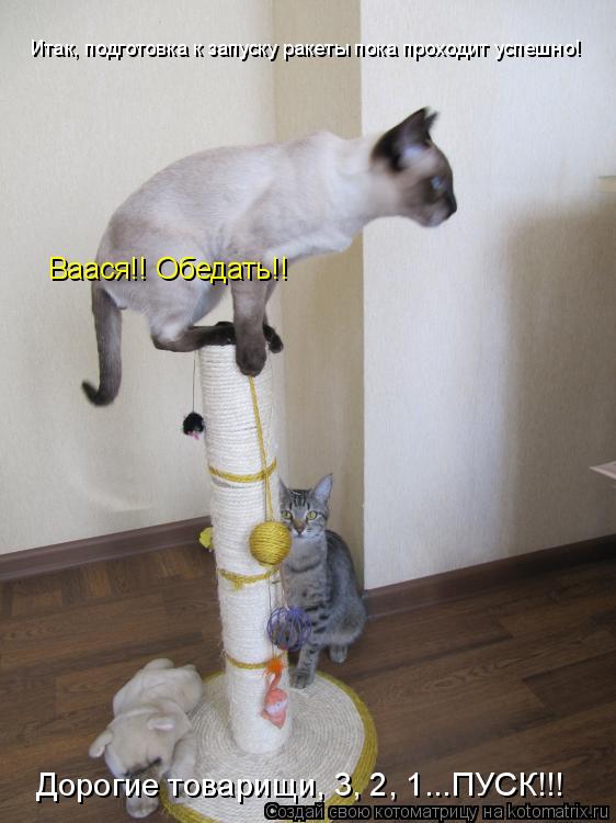 Котоматрица: Итак, подготовка к запуску ракеты пока проходит успешно! Ваася!! Обедать!! Дорогие товарищи, 3, 2, 1...ПУСК!!!