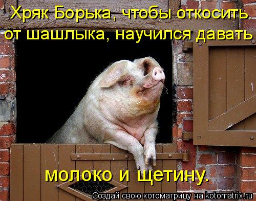 Котоматрица: Хряк Борька, чтобы откосить  от шашлыка, научился давать молоко и щетину.