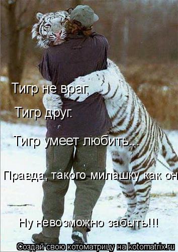 Котоматрица: Тигр не враг, Тигр друг. Тигр умеет любить... Правда, такого милашку как он, Ну невозможно забыть!!!