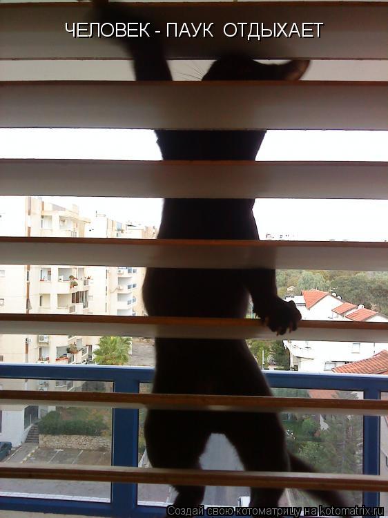 Котоматрица: ЧЕЛОВЕК - ПАУК  ОТДЫХАЕТ