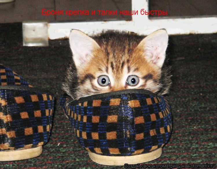 Котоматрица: Броня крепка и тапки наши быстры