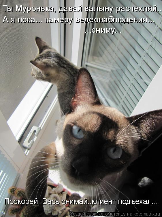 Котоматрица: Ты Муронька, давай валыну расчехляй... А я пока... камеру ведеонаблюдения... ...сниму... Поскорей, Вась снимай..клиент подъехал...