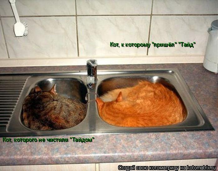 Котоматрица: Кот, которого не чистили "Тайдом" Кот, к которому "пришёл" "Тайд"