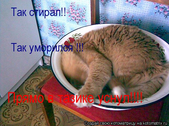 Котоматрица: Так стирал!!  Так уморился !!! Прямо в тазике уснул!!!!