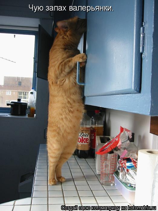 Котоматрица: Чую запах валерьянки.