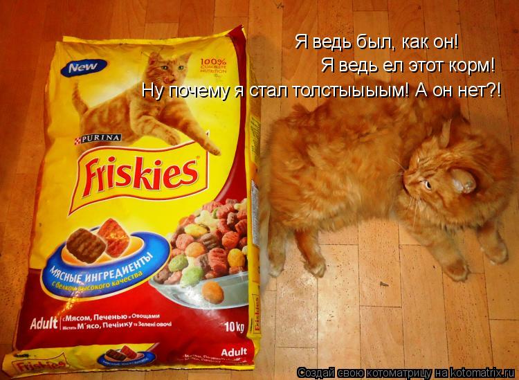 Котоматрица: Я ведь был, как он! Я ведь ел этот корм! Ну почему я стал толстыыыым! А он нет?!