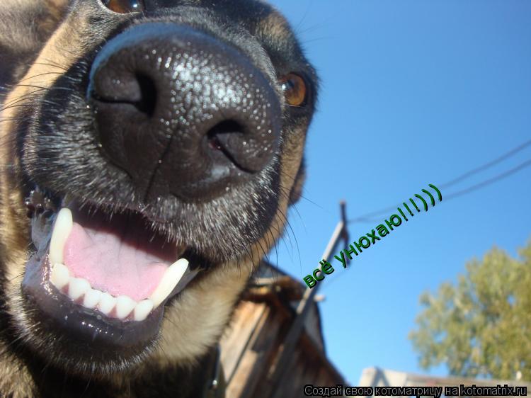 Котоматрица: всё унюхаю!!!)))