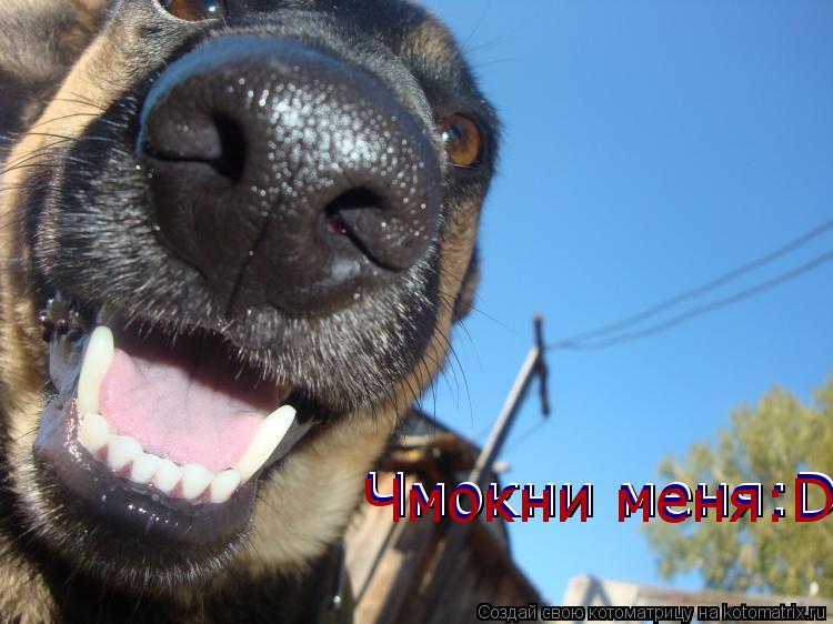 Котоматрица: Чмокни меня:D Чмокни меня:D Чмокни меня:D