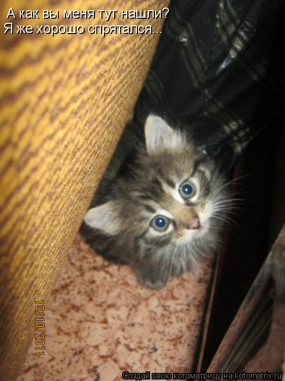 Котоматрица: А как вы меня тут нашли? Я же хорошо спрятался...