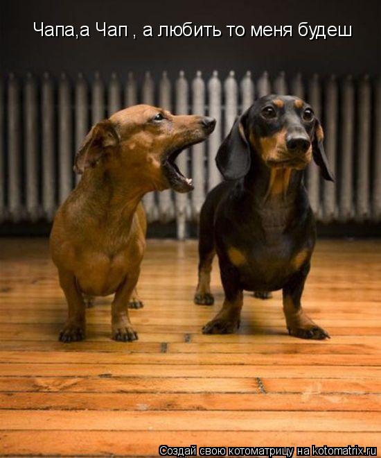Котоматрица: Чапа,а Чап , а любить то меня будеш