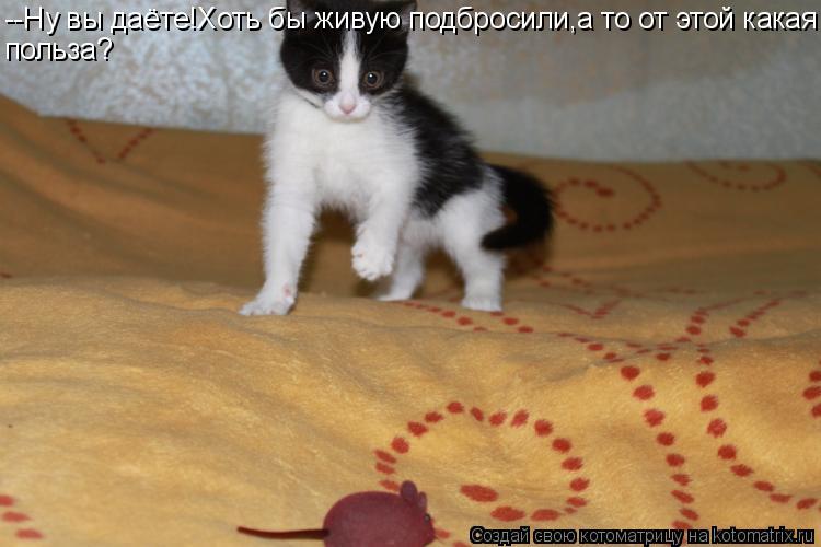 Котоматрица: --Ну вы даёте!Хоть бы живую подбросили,а то от этой какая польза?