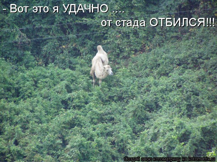 - Вот это я УДАЧНО .... от стада ОТБИЛСЯ!!!... Котоматрица: - Вот это я УДАЧНО .... от стада ОТБИЛСЯ!!!