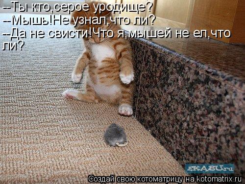 Котоматрица: --Ты кто,серое уродище? --Мышь!Не узнал,что ли? --Да не свисти!Что я,мышей не ел,что  ли?