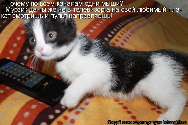 Котоматрица: --Почему по всем каналам одни мыши? --Мурзик,да ты же не в телевизор,а на свой любимый пла- кат смотришь и пульт направляешь!