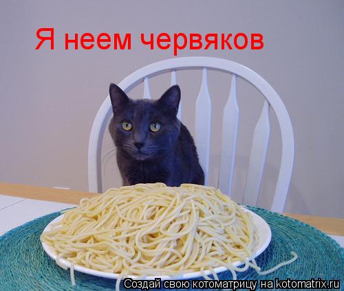 Котоматрица: Я неем червяков