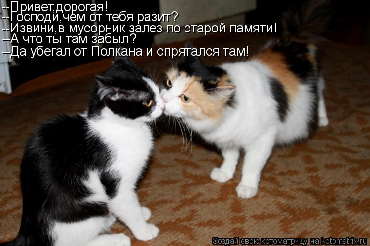 --Привет,дорогая! --Господи,чем от тебя разит? --Извини,в мусорник залез по старой памяти! --А что ты... Котоматрица: --Привет,дорогая! --Господи,чем от тебя разит? --Извини,в мусорник залез по старой памяти! --А что ты там забыл? --Да убегал от Полкана и спряталс