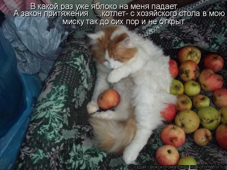В какой раз уже яблоко на меня падает. миску так до сих пор и не открыт А закон притяжения ...... Котоматрица: В какой раз уже яблоко на меня падает. миску так до сих пор и не открыт А закон притяжения ...котлет- с хозяйского стола в мою