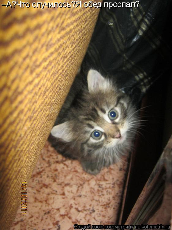 Котоматрица: --А?Что случилось?Я обед проспал?