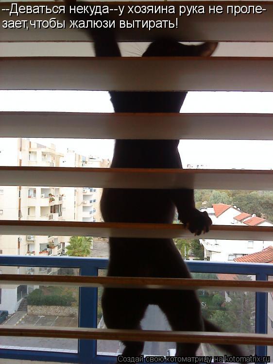 --Деваться некуда--у хозяина рука не проле- зает,чтобы жалюзи вытирать!... Котоматрица: --Деваться некуда--у хозяина рука не проле- зает,чтобы жалюзи вытирать!