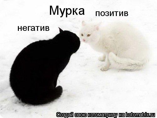 Мурка позитив негатив... Котоматрица: Мурка позитив негатив