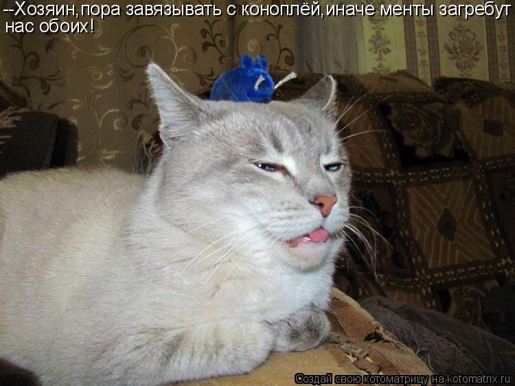 --Хозяин,пора завязывать с коноплёй,иначе менты загребут нас обоих!... Котоматрица: --Хозяин,пора завязывать с коноплёй,иначе менты загребут нас обоих!