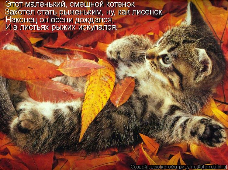 Этот маленький, смешной котенок Захотел стать рыженьким, ну, как лисенок. Наконец он осени дождался, ... Котоматрица: Этот маленький, смешной котенок Захотел стать рыженьким, ну, как лисенок. Наконец он осени дождался, И в листьях рыжих искупался.