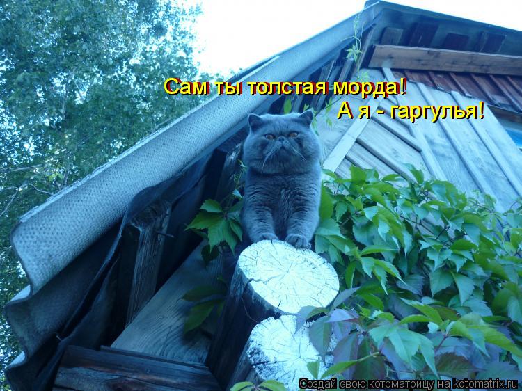 А я - гаргулья! Сам ты толстая морда! Сам ты толстая морда! А я - гаргулья!... Котоматрица: А я - гаргулья! Сам ты толстая морда! Сам ты толстая морда! А я - гаргулья!