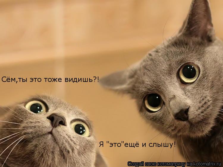 Сём,ты это тоже видишь?! Я "это"ещё и слышу!... Котоматрица: Сём,ты это тоже видишь?! Я "это"ещё и слышу!
