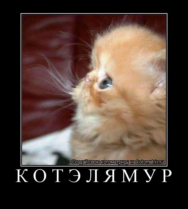 Котоматрица: КОТЭЛЯМУР 