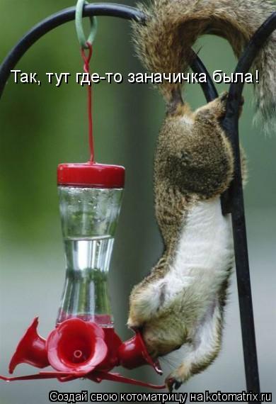 Так, тут где-то заначичка была!... Котоматрица: Так, тут где-то заначичка была!