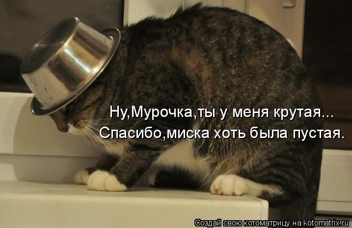 Ну,Мурочка,ты у меня крутая... Спасибо,миска хоть была пустая.... Котоматрица: Ну,Мурочка,ты у меня крутая... Спасибо,миска хоть была пустая.