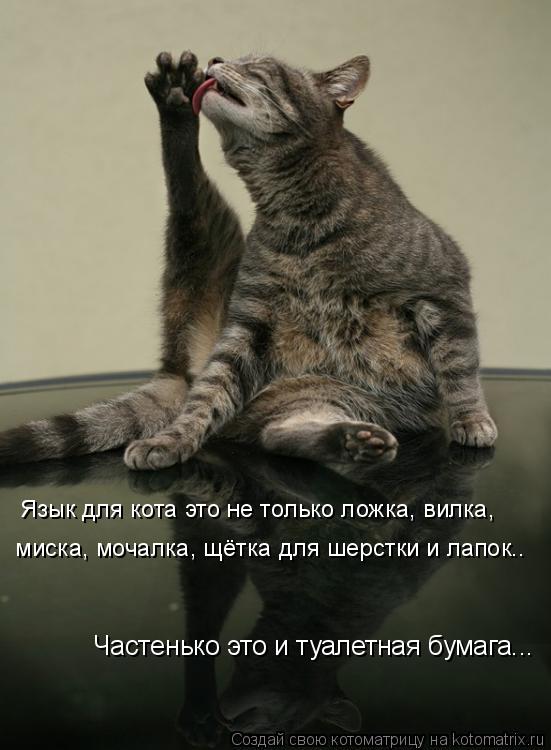 Язык для кота это не только ложка, вилка, миска, мочалка, щётка для шерстки и лапок.. Частенько это... Котоматрица: Язык для кота это не только ложка, вилка, миска, мочалка, щётка для шерстки и лапок.. Частенько это и туалетная бумага...