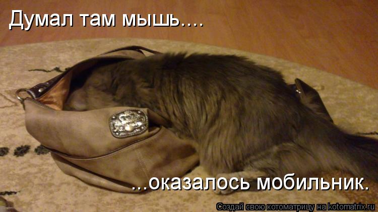 Думал там мышь.... ...оказалось мобильник.... Котоматрица: Думал там мышь.... ...оказалось мобильник.