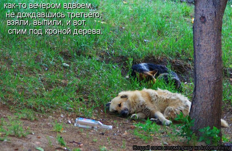 как-то вечером вдвоем, не дождавшись третьего, взяли, выпили, и вот, спим под кроной дерева.... Котоматрица: как-то вечером вдвоем, не дождавшись третьего, взяли, выпили, и вот, спим под кроной дерева.