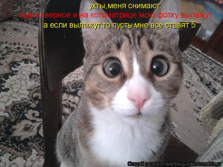 Котоматрица: ухты,меня снимают еще наверное и на котоматрице мою фотку вылажут а если вылажут,то пусть мне все ставят 5