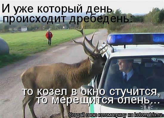 Котоматрица: И уже который день  происходит дребедень: то козел в окно стучится,  то мерещится олень...