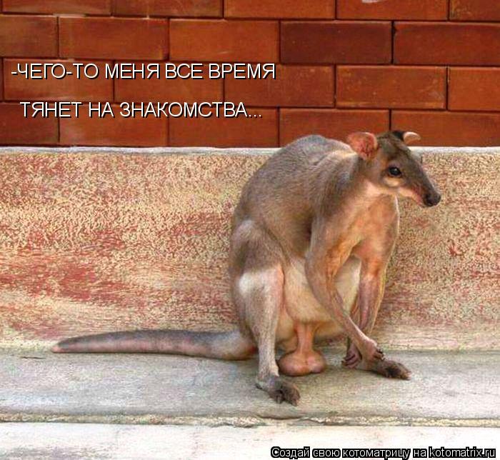 -ЧЕГО-ТО МЕНЯ ВСЕ ВРЕМЯ ТЯНЕТ НА ЗНАКОМСТВА...... Котоматрица: -ЧЕГО-ТО МЕНЯ ВСЕ ВРЕМЯ ТЯНЕТ НА ЗНАКОМСТВА...