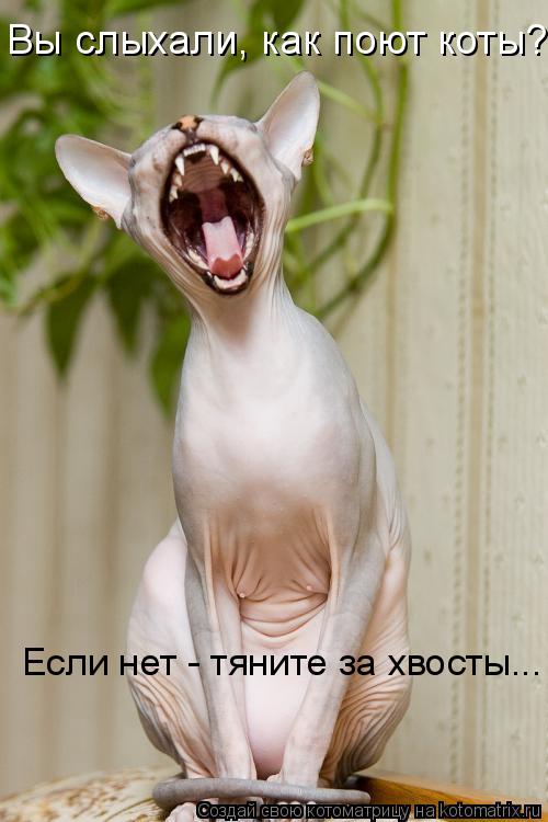 Вы слыхали, как поют коты? Если нет - тяните за хвосты...... Котоматрица: Вы слыхали, как поют коты? Если нет - тяните за хвосты...