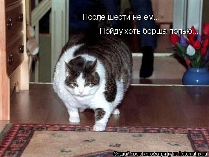 После шести не ем... Пойду хоть борща попью...... Котоматрица: После шести не ем... Пойду хоть борща попью...