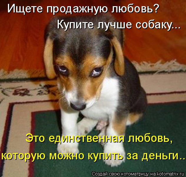 Ищете продажную любовь? Купите лучше собаку... Это единственная любовь, Это единственная любовь, к... Котоматрица: Ищете продажную любовь? Купите лучше собаку... Это единственная любовь, Это единственная любовь, которую можно купить за деньги...
