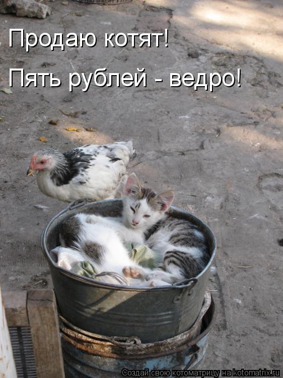 Котоматрица: Продаю котят! Пять рублей - ведро!