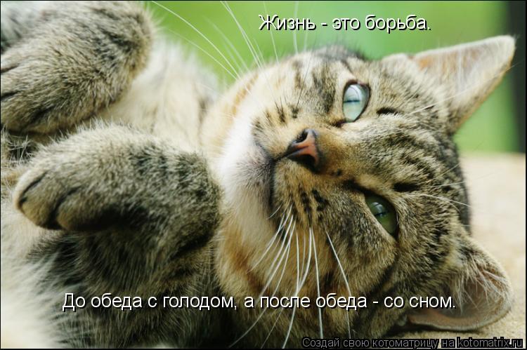 Жизнь - это борьба. До обеда с голодом, а после обеда - со сном.... Котоматрица: Жизнь - это борьба. До обеда с голодом, а после обеда - со сном.