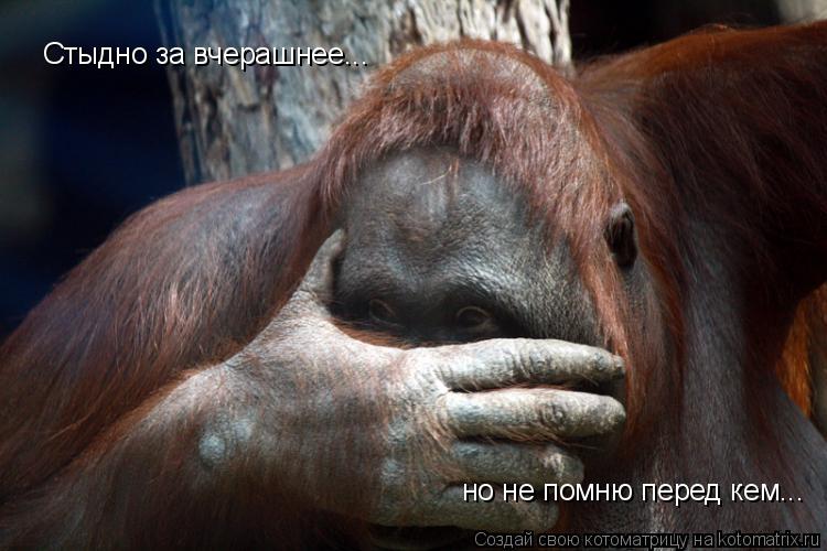 Стыдно за вчерашнее... но не помню перед кем...... Котоматрица: Стыдно за вчерашнее... но не помню перед кем...