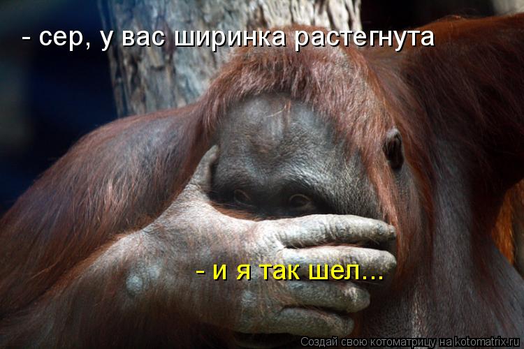 - сер, у вас ширинка растегнута - и я так шел...... Котоматрица: - сер, у вас ширинка растегнута - и я так шел...